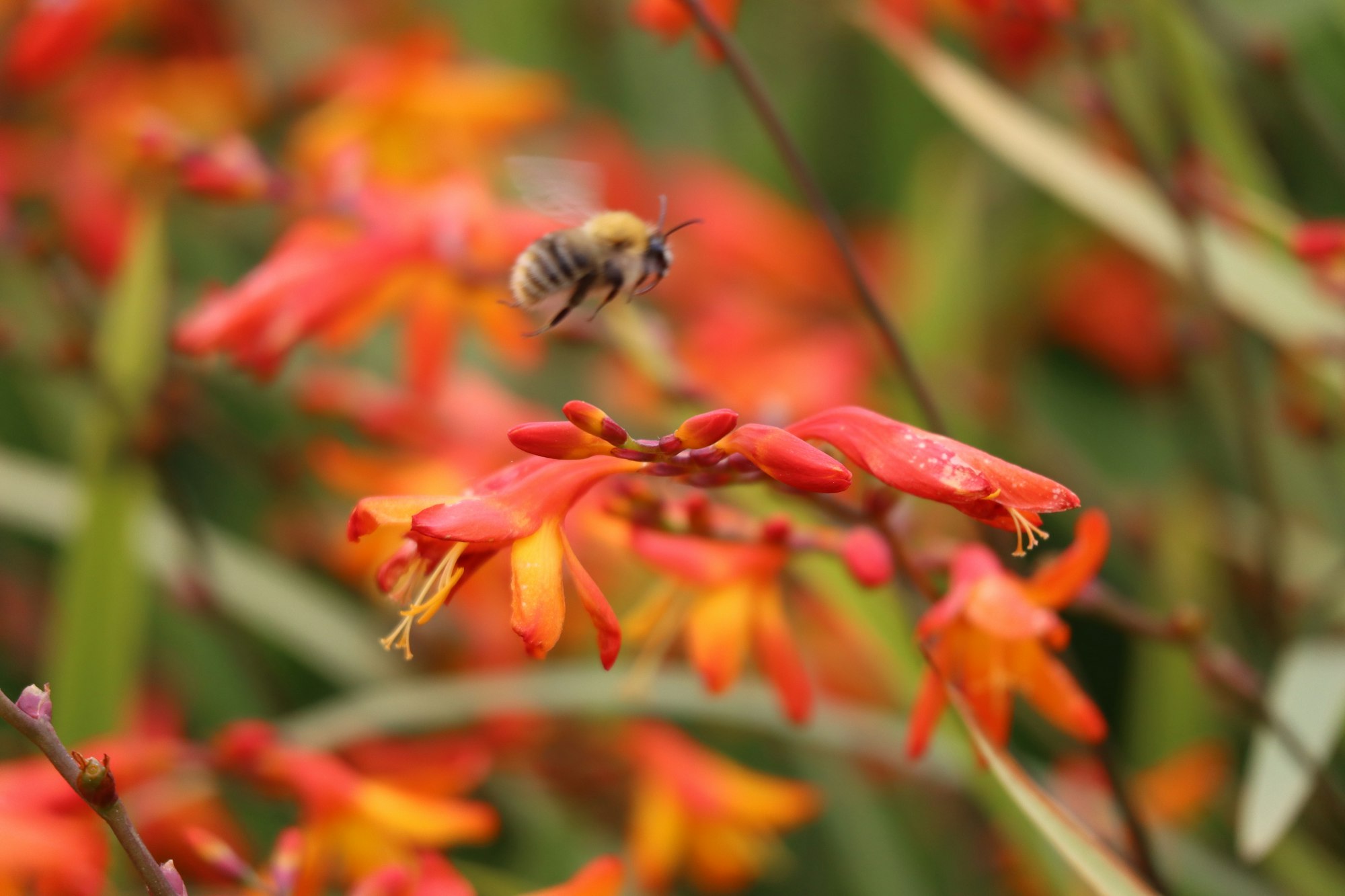 A bee flying to flowers