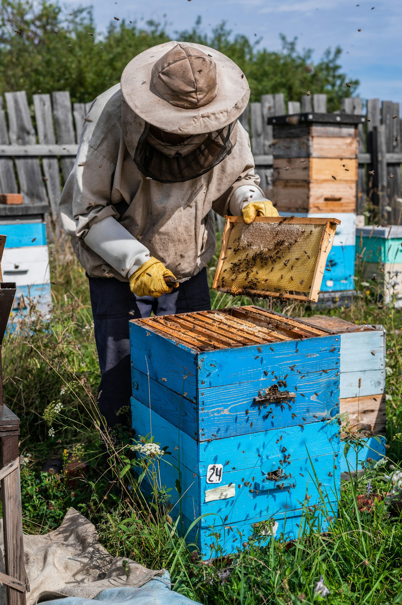 Beekeepers putting honeycomb trays with honeybees back into the beehive, beekeepers preparing to