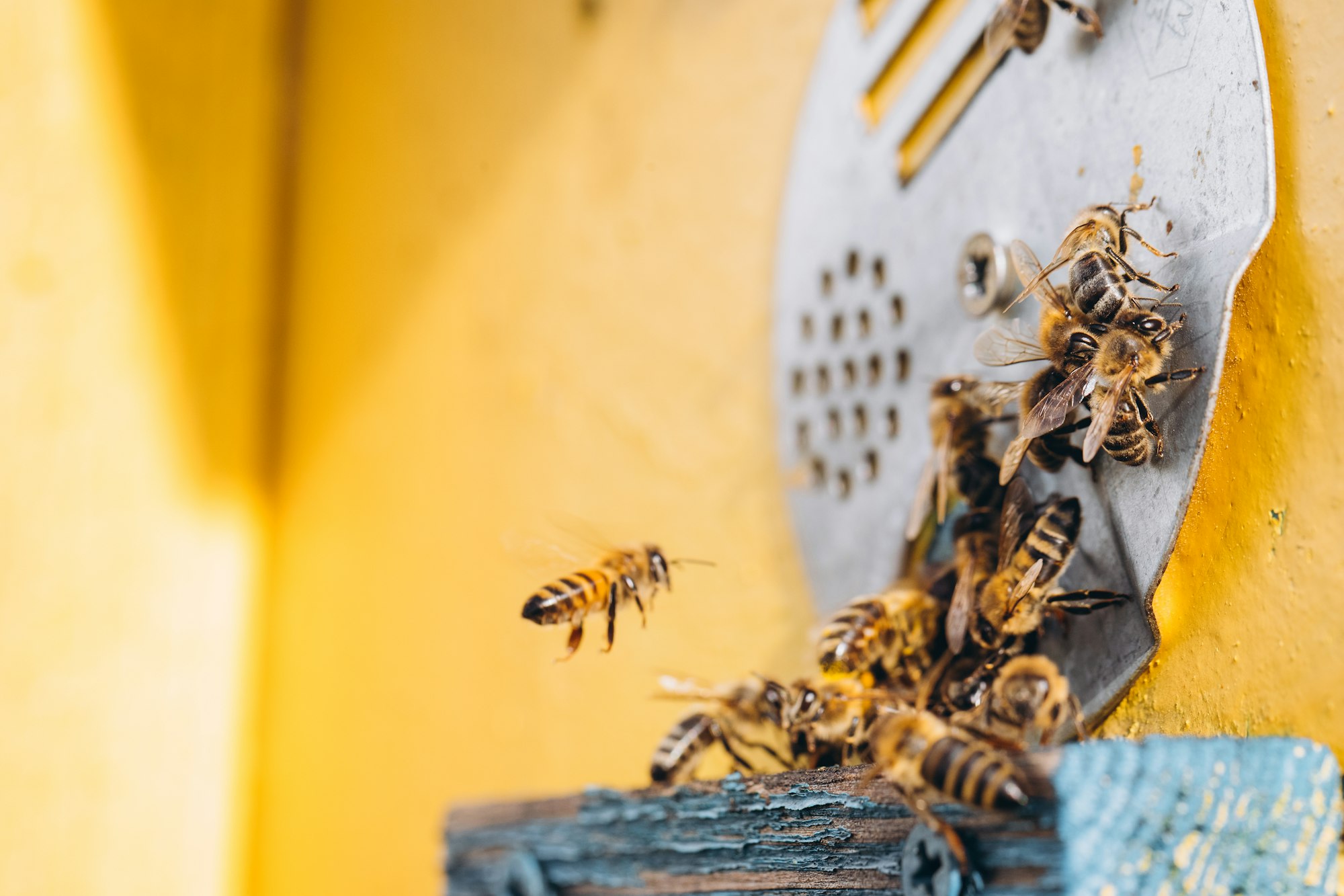 Macro of honeybees in flight carrying pollen to a beehive